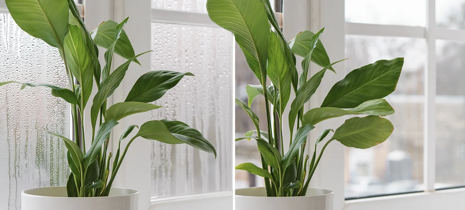 Replacement double glazing